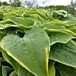 Wide Brim Hosta thumbnail