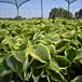 Wide Brim Hosta thumbnail