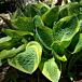 Wide Brim Hosta thumbnail