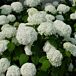 Annabelle Hydrangea thumbnail