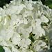 Annabelle Hydrangea thumbnail