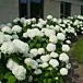 Annabelle Hydrangea thumbnail