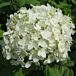 Annabelle Hydrangea thumbnail