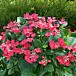 Cherry Explosion™ Hydrangea thumbnail
