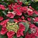 Cherry Explosion™ Hydrangea thumbnail