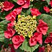 Cherry Explosion™ Hydrangea thumbnail