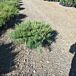 Andorra Juniper thumbnail