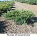 Andorra Juniper thumbnail