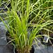 Korean Feather Reed Early Summer thumbnail