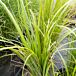 Korean Feather Reed Grass thumbnail