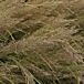 Korean Feather Reed Grass Closeup thumbnail