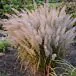 Korean Feather Reed Grass thumbnail