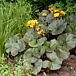 Britt-Marie Crawford Leopard Plant thumbnail