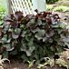 Britt-Marie Crawford Leopard Plant thumbnail