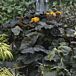 Britt-Marie Crawford Leopard Plant thumbnail