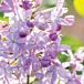 New Age Lavender Lilac thumbnail