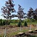 Crimson King Norway Maple thumbnail