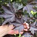 Crimson King Norway Maple thumbnail