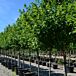 Redpointe® Maple thumbnail