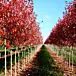 Redpointe® Maple thumbnail
