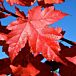 Redpointe® Maple thumbnail