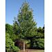 Redpointe® Maple thumbnail