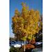 State Street® Maple thumbnail