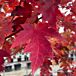 Satisfaction Maple thumbnail