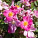 Nearly Wild Rose thumbnail