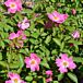 Nearly Wild Rose thumbnail