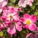 Nearly Wild Rose thumbnail
