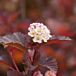 Ginger Wine® Ninebark thumbnail