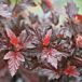 Ginger Wine® Ninebark thumbnail