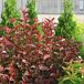 Ginger Wine® Ninebark thumbnail