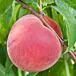 Bailey Hardy Peach thumbnail