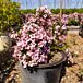 Pink Poppet Weigela thumbnail