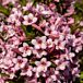Pink Poppet Weigela thumbnail