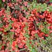 Texas Scarlet Flowering Quince thumbnail