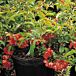 Texas Scarlet Flowering Quince thumbnail