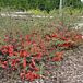 Texas Scarlet Flowering Quince thumbnail