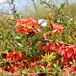 Texas Scarlet Flowering Quince thumbnail
