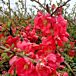 Texas Scarlet Flowering Quince thumbnail