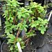 Boyne Raspberry thumbnail