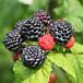Jewel Raspberry thumbnail