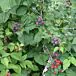 Jewel Raspberry thumbnail