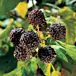 Jewel Raspberry thumbnail