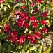Red Prince Weigela thumbnail
