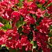 Red Prince Weigela thumbnail