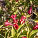 Red Prince Weigela thumbnail