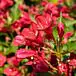 Red Prince Weigela thumbnail